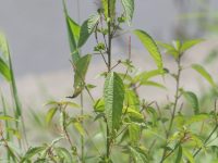 Acalypha_australis_5