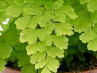 Adiantum-Fragrans-Delta-Maidenhair-Fern-leaves_1200x