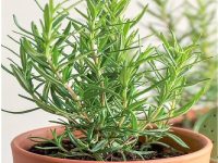 rosemary-herb